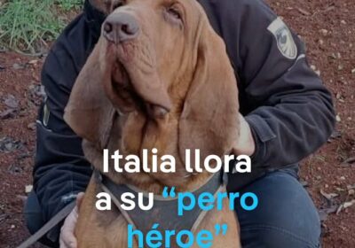 Bruno, sabueso belga y héroe de rescates en Italia, víctima de un acto cruel…