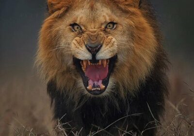 | El fotógrafo Atif Saeed captó esta impresionante imagen de un león segundos antes…