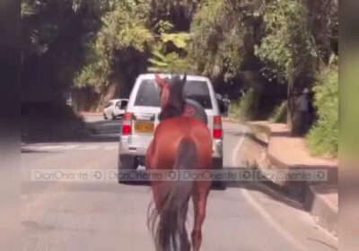 🇨🇴 | Indignación en Colombia por nuevo caso de maltrato animal: buscan al responsable…