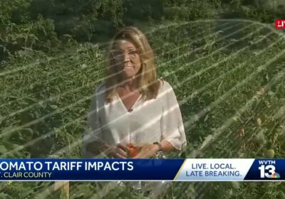 🇺🇸🇲🇽 | Productores de tomate en reportan un aumento inmediato en el interés comercial…