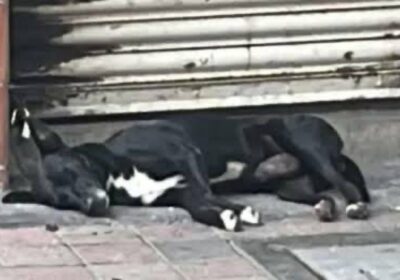 🇲🇽 | El Negro lleva días velando la puerta donde mataron a su dueño:…