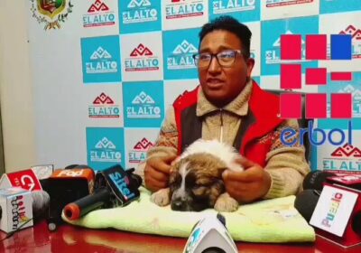 #ElAlto | La Alcaldía invita a la campaña de adopción de perros este jueves…