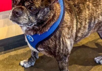 🇺🇸 | Una perra que desapareció durante un huracán fue encontrada ocho años después…