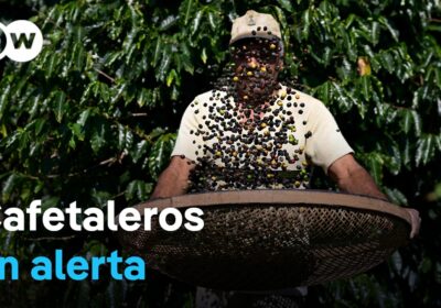 Aranceles de Trump amenazan al café brasileño Brasil, el mayor productor y exportador de…