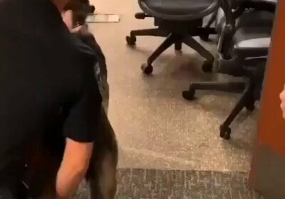 | Un pastor alemán y un malinois belga pueden parecer similares, pero abordan las…