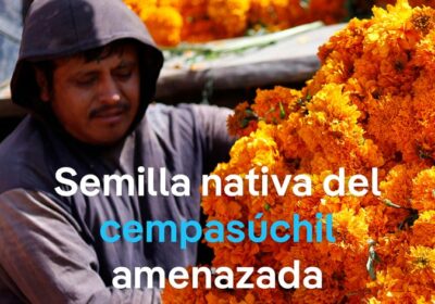 El cempasúchil nativo mexicano, amenazado por la semilla china La flor naranja del Día…