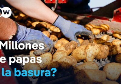 Exceso de cosecha de papa afecta a los agricultores Mientras el precio ha bajado…