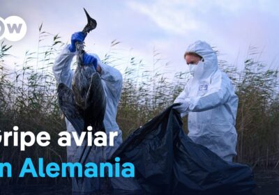 Criaderos de aves se preparan ante la aparición de la gripa aviar en Alemania…