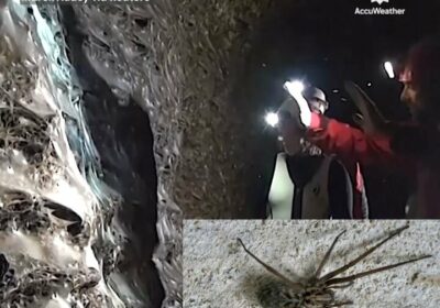 | Los científicos descubrieron lo que creen que es la telaraña más grande del…