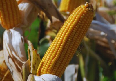 #GrupoFides | #ANF #CuidadoDeLaCasaComún 𝐅𝐮𝐧𝐝𝐚𝐜𝐢ó𝐧 𝐓𝐢𝐞𝐫𝐫𝐚 𝐝𝐞𝐧𝐮𝐧𝐜𝐢𝐚 𝐮𝐬𝐨 𝐦𝐚𝐬𝐢𝐯𝐨 𝐝𝐞 𝐦𝐚í𝐳 𝐭𝐫𝐚𝐧𝐬𝐠é𝐧𝐢𝐜𝐨 𝐟𝐮𝐞𝐫𝐚 𝐝𝐞…