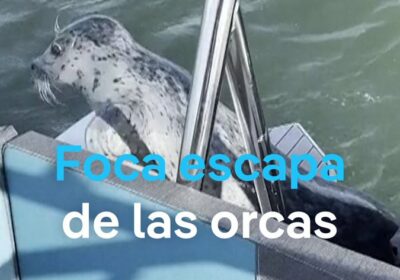 Una foca busca refugio en la embarcación de un fotógrafo acorralada por unas orcas…