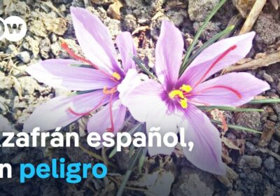 El calentamiento global amenaza la cosecha de azafrán El #CambioClimático afecta negativamente al azafrán…