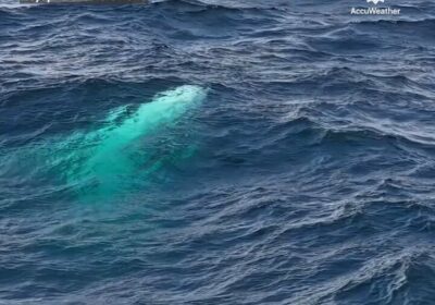 | Un video grabado con dron captó el increíble momento en que una ballena…