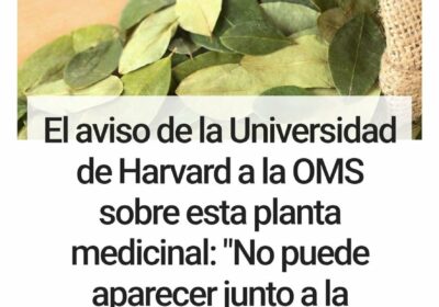 La exclusión del Viceministerio de Coca y Desarrollo Integral en la nueva estructura del…