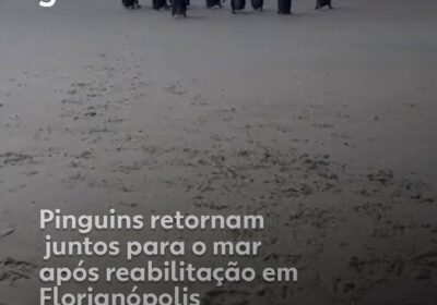 🇧🇷 | Pingüinos regresan juntos al mar tras rehabilitación en Florianópolis
