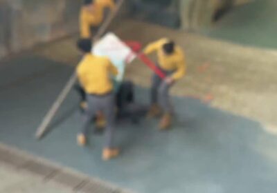 🇨🇳 | Un oso negro en el Parque Safari de Hangzhou en China atacó…