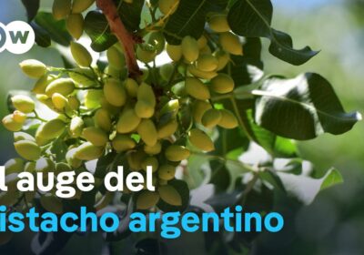 Argentina quintuplica la superficie cultivada de pistacho Aunque Argentina tradicionalmente se ha enfocado en…