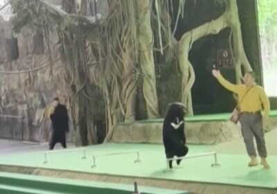 Un oso ataca a su cuidador y obliga a cancelar espectáculos en un parque…